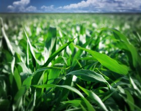 Cosa sono le biomasse vegetali