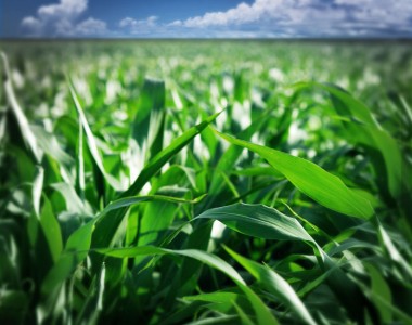 Cosa sono le biomasse vegetali