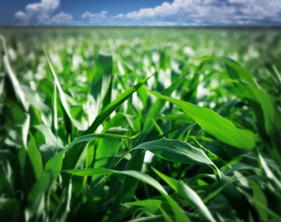 Cosa sono le biomasse vegetali