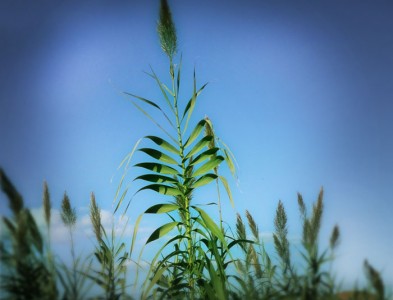 Canna Arundo Donax