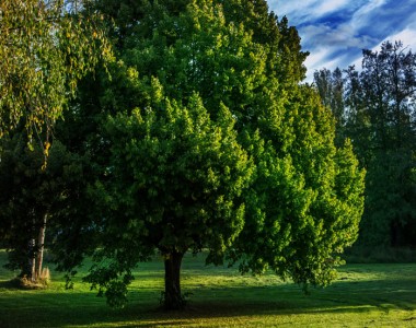 Il Cippato di legno