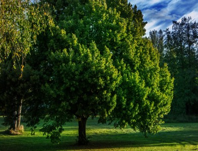 Il Cippato di legno