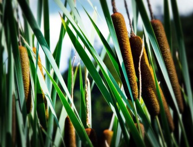 La nostra coltivazione di Arundo